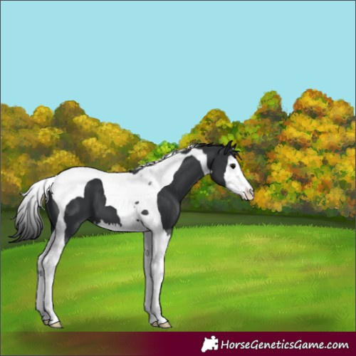 Horse Color:Black Splash Tobiano 