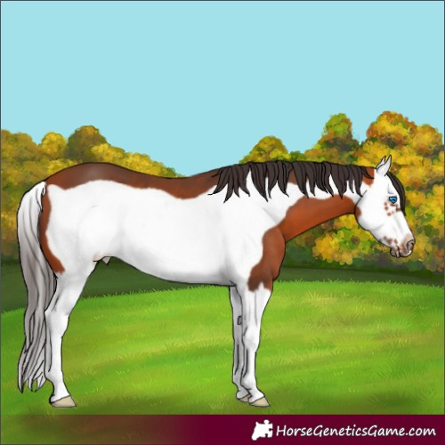 Horse Color:Bay Splash Frame