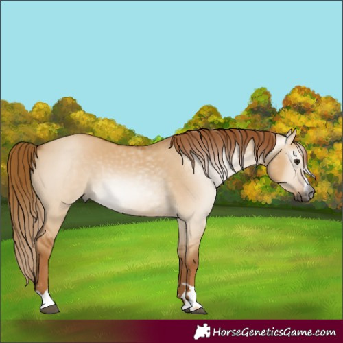 Horse Color:Gray Red Dun 