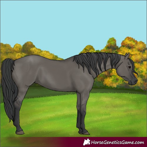Horse Color:Grullo