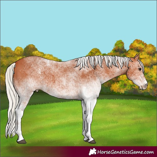 Horse Color:White Spotted Silver Bay 