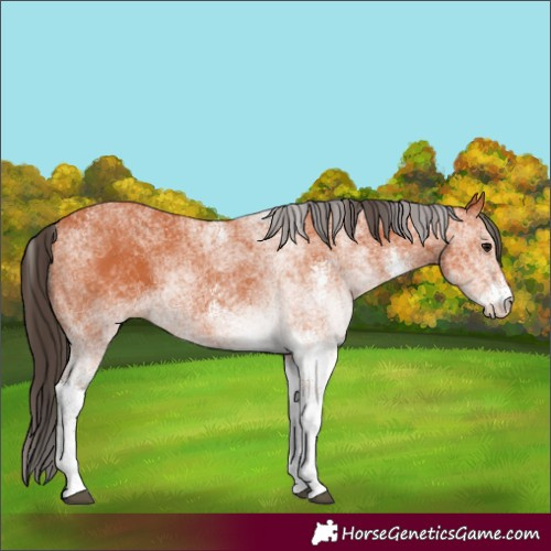 Horse Color:White Spotted Bay