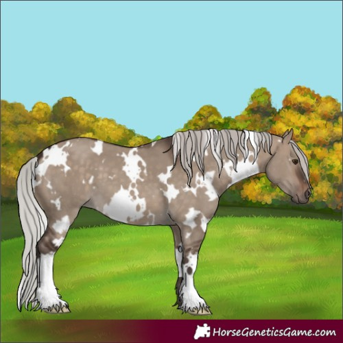 Horse Color:White Spotted Silver Brown Dun 