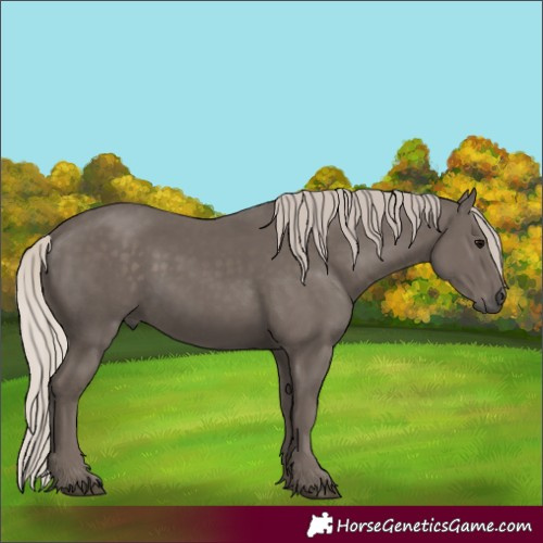 Horse Color:Silver Black