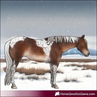 Horse Color:Silver Brown Tobiano Rabicano 