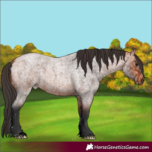 Horse Color:Bay Ice Roan 