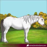 Horse Color:White Spotted Brown Dun Frame Rabicano