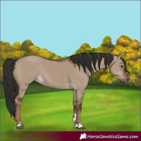 Horse Color:Liver Red Dun Rabicano 