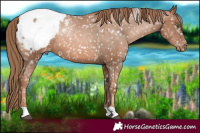 Horse Color:Liver Chestnut Pearl Appaloosa 