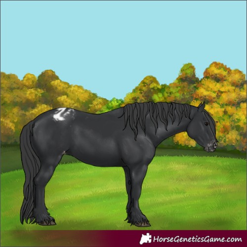 Horse Color:Black Appaloosa Rabicano 
