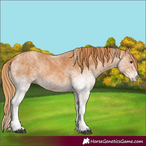 Horse Color:White Spotted Chestnut 