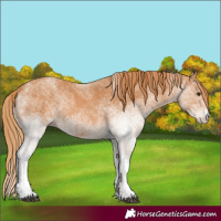 Horse Color:White Spotted Chestnut 