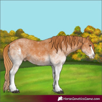 Horse Color:White Spotted Chestnut Splash