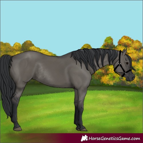 Horse Color:Grullo Rabicano 