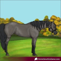 Horse Color:Grullo Rabicano 