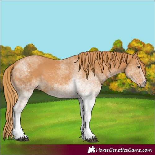 Horse Color:White Spotted Chestnut 