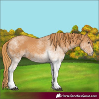 Horse Color:White Spotted Chestnut