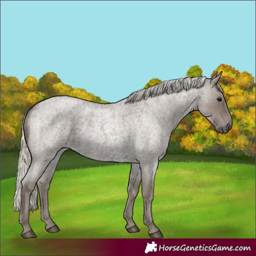 Horse Color:Silver Smoky Blue Roan 