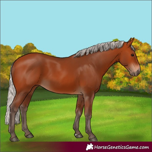 Horse Color:Silver Bay 
