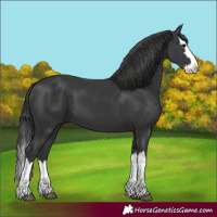 Horse Color:Black Splash