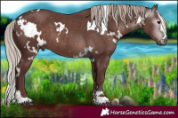 Horse Color:Gray White Spotted Chocolate Silver Black