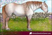 Horse Color:Gray Gold Champagne Ice 