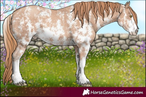 Horse Color:Gold Champagne Ice Sabino 
