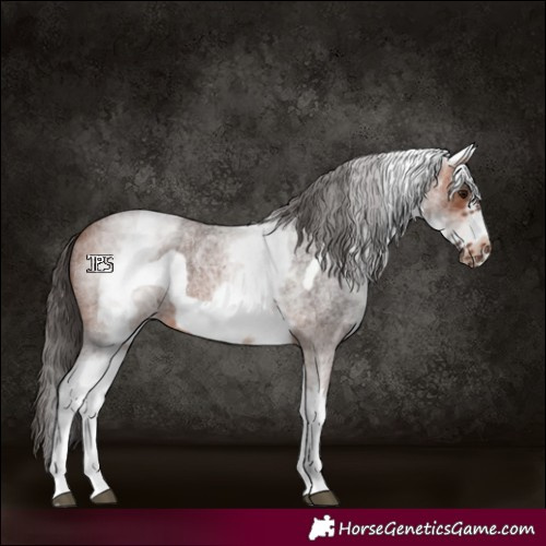 Horse Color:White Spotted Bay Roan Frame