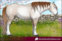 Horse Color:Gray White Spotted Buckskin Ice Pearl