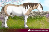 Horse Color:Amber Cream Champagne Ice Splash Frame 