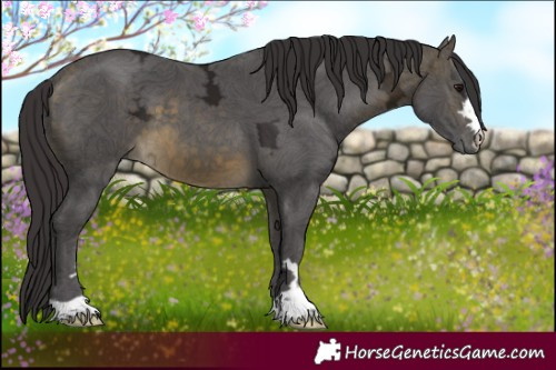 Horse Color:Buckskin Ice 