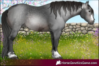 Horse Color:Gray Brown Ice 