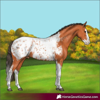 Horse Color:Bay Splash Tobiano Appaloosa  and Bay Splash Tobiano Appaloosa 
