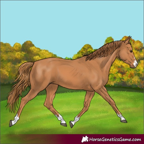 Horse Color:Chestnut 