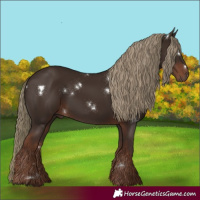 Horse Color:White Spotted Liver Chestnut