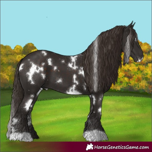Horse Color:White Spotted Liver Chestnut 
