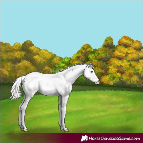 Horse Color:Silver Brown Dun Sabino 