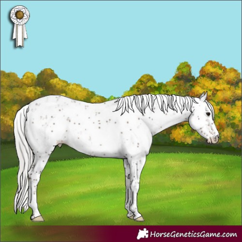 Horse Color:Silver Black Sabino 