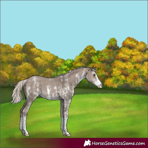 Horse Color:Silver Grullo Sabino 