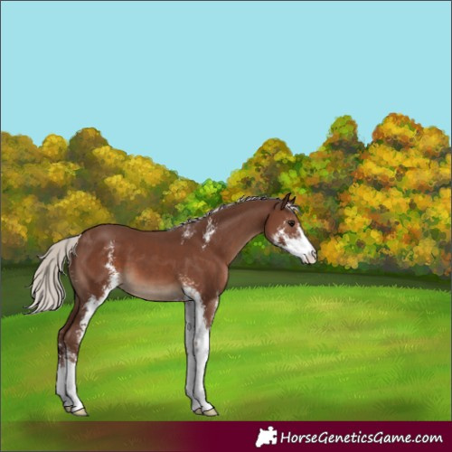 Horse Color:Silver Black Sabino 