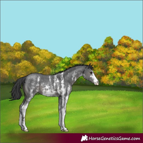 Horse Color:Black Sabino 