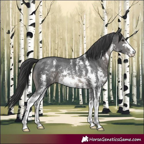 Horse Color:Black Sabino 