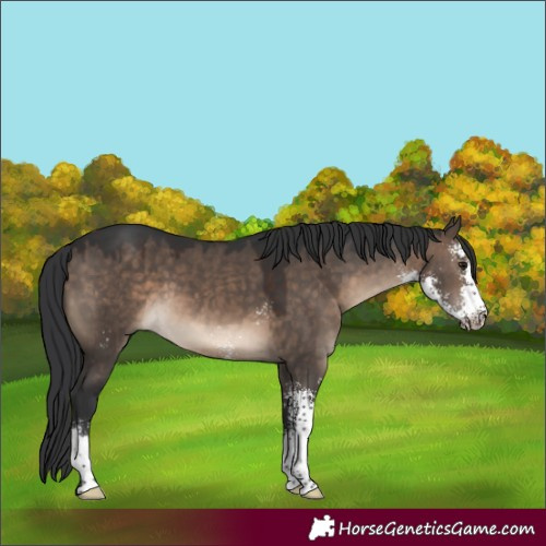 Horse Color:Brown Dun Sabino 