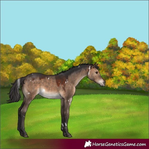 Horse Color:White Spotted Brown Dun 