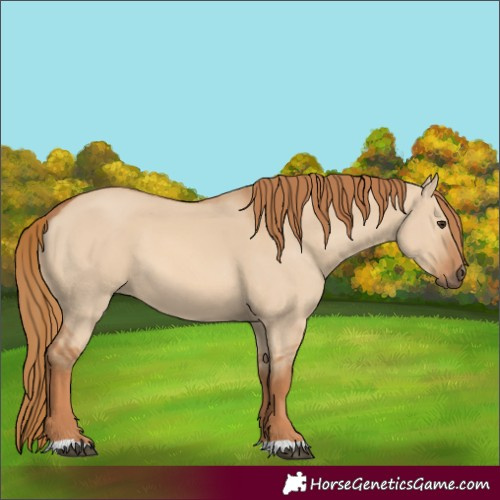 Horse Color:Unknown 