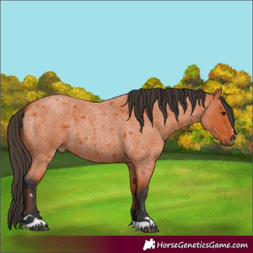 Horse Color:Unknown 