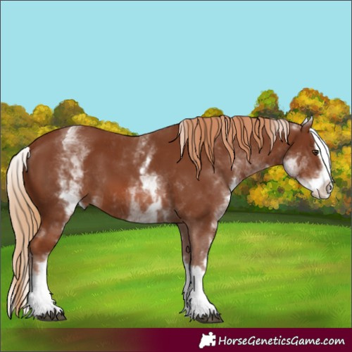 Horse Color:Unknown 