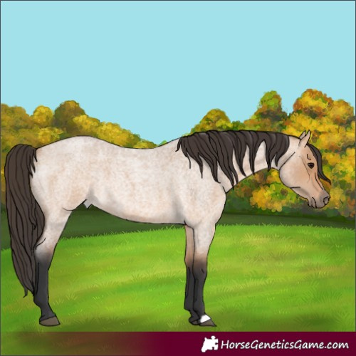 Horse Color:Bay Roan Dun 