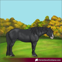 Horse Color:Black Splash