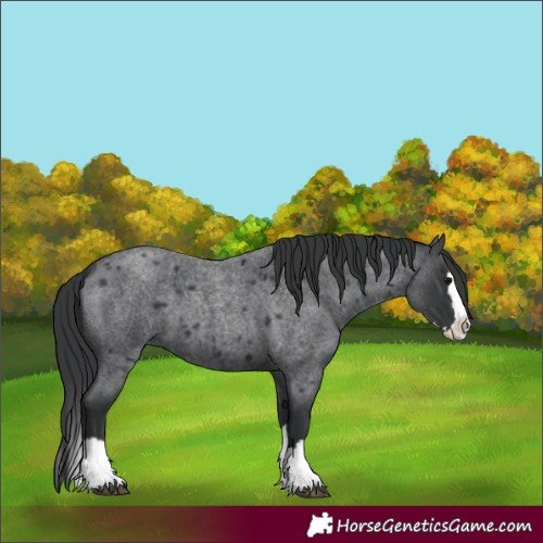 Horse Color:Blue Roan Splash 